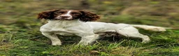 English Springer Spaniel dogs for sale: KC Registered Springer Spaniel Puppy in Stroud - Advert 7