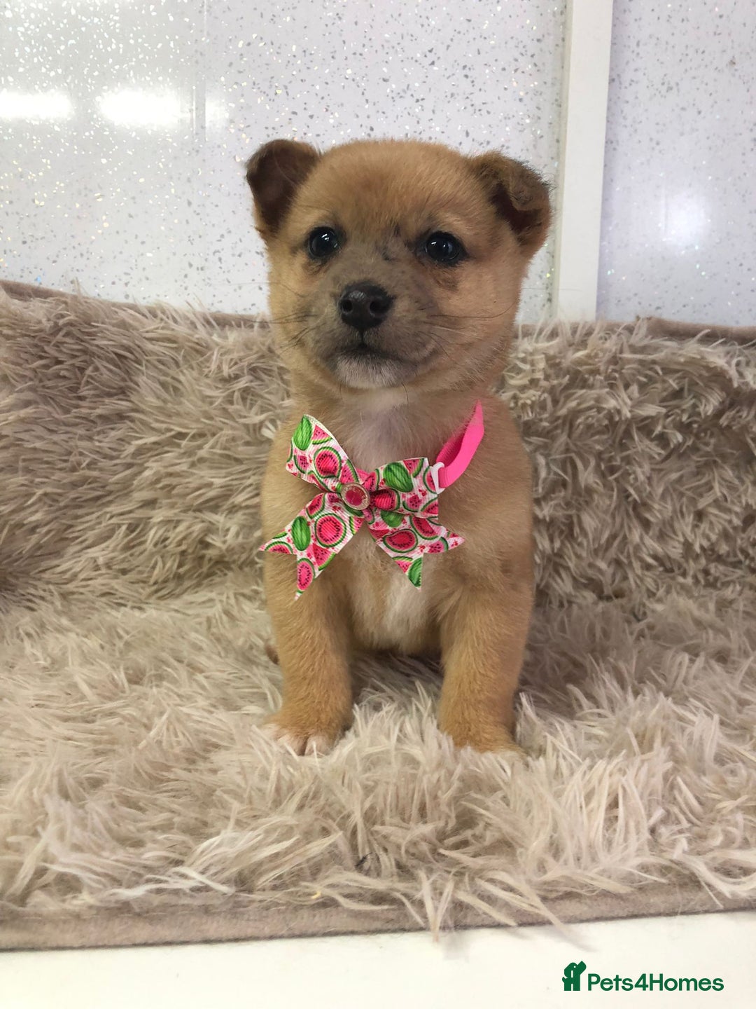 Mixed Breed dogs for sale: Jack Russel x Shibu inu (Shibujacks) - Advert 3
