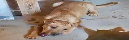 Mixed Breed dogs for adoption:     🐶 Four Little Puppies Need Their Forever ❤️ in Hengoed - Advert 2
