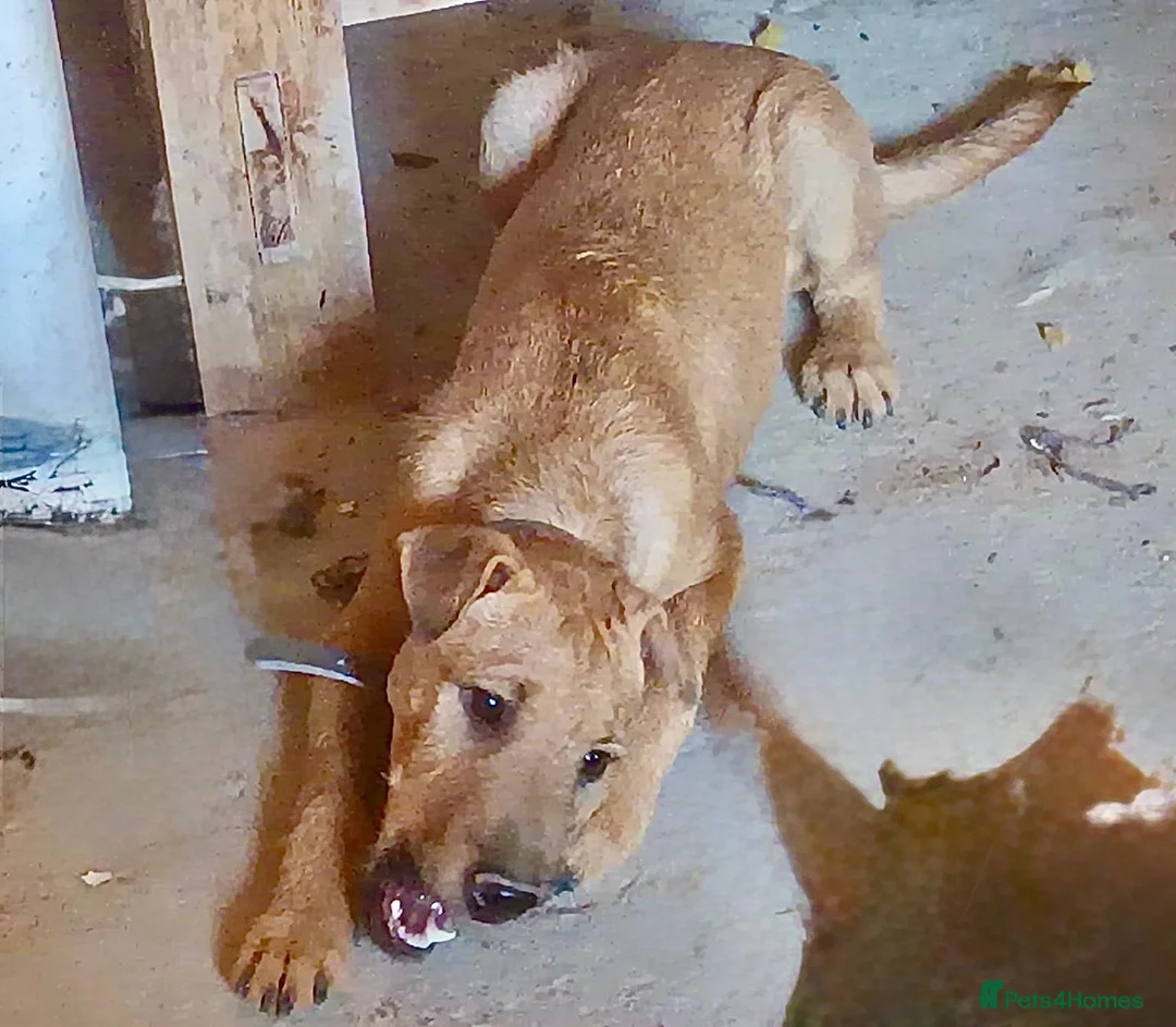 Mixed Breed dogs for adoption:     🐶 Four Little Puppies Need Their Forever ❤️ in Hengoed - Advert 2