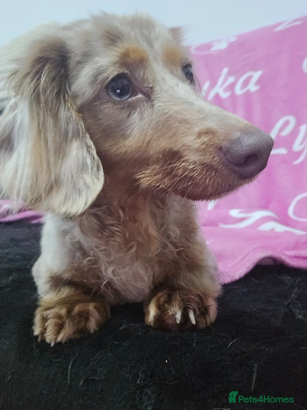 Dachshund dogs for sale: Long haired miniature dachshund  - Advert 2