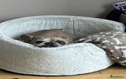 French Bulldog dogs for sale: Pablo - Advert 17