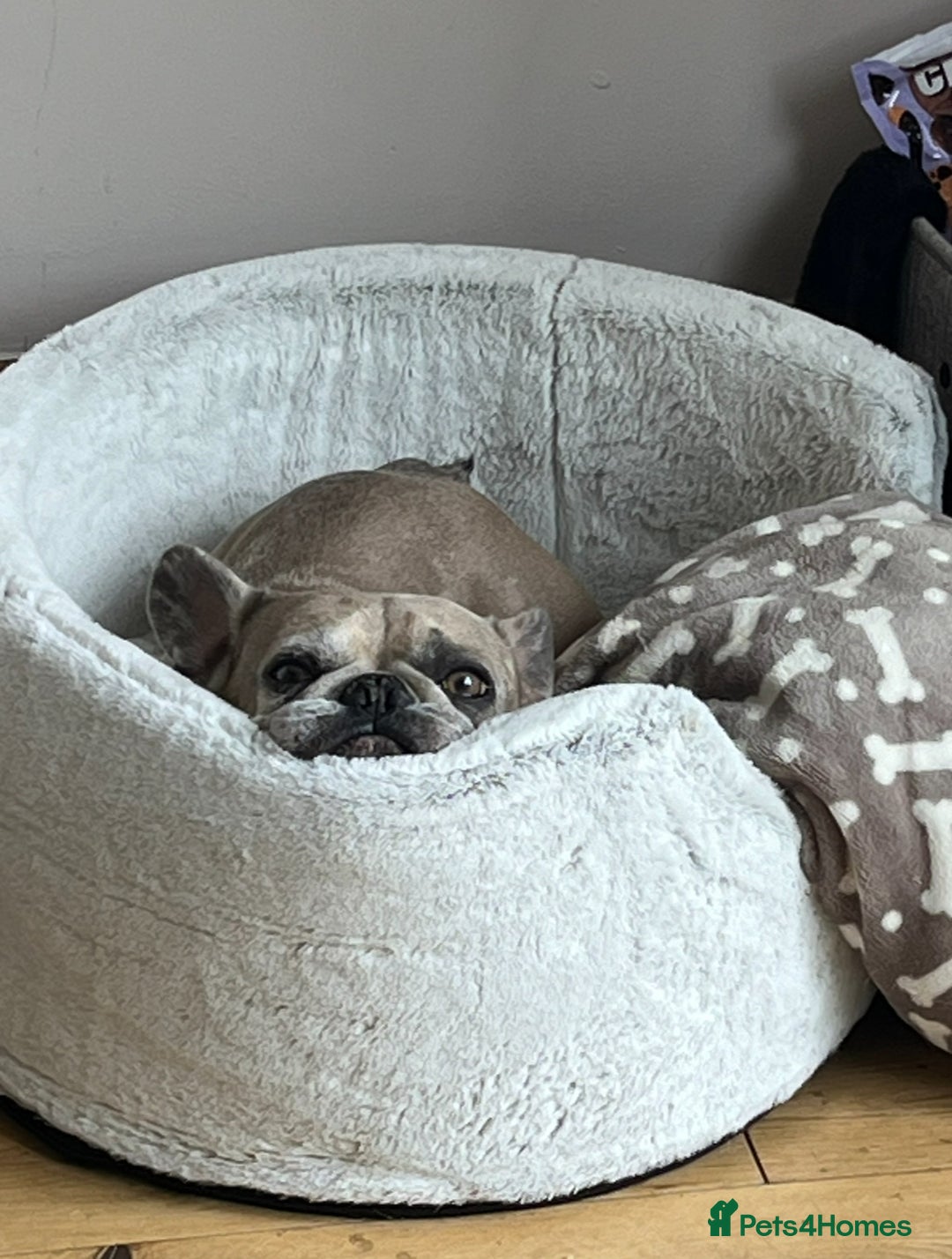 French Bulldog dogs for sale: Pablo - Advert 17