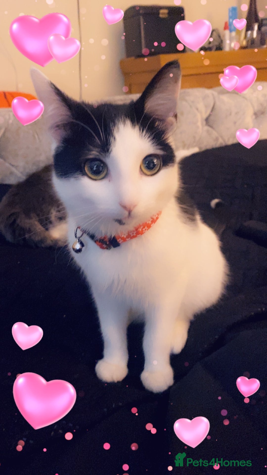 Mixed Breed cats for sale: Female cat - free to good home  - Image 9