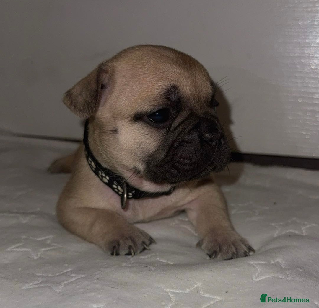 French Bulldog dogs for sale: French bulldog puppies - Advert 4