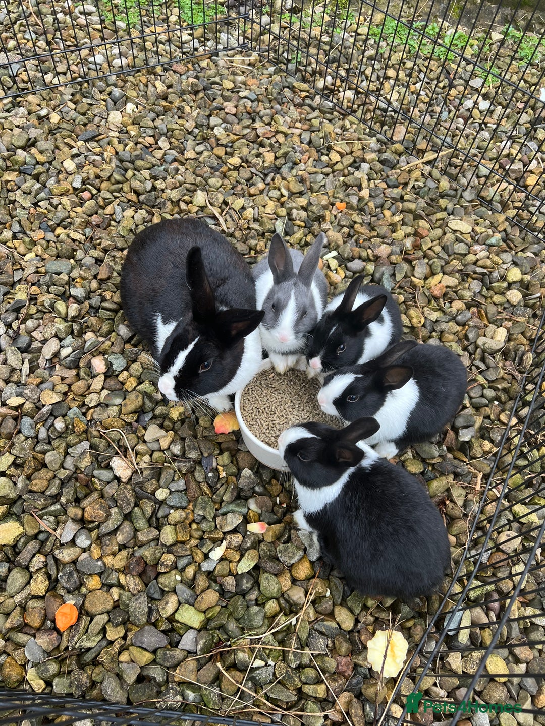 Dutch rabbits for sale: Dutch bunnies  - Advert 1