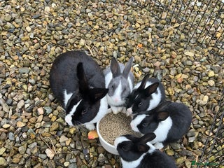 Dutch rabbits Dutch bunnies - Advert 2