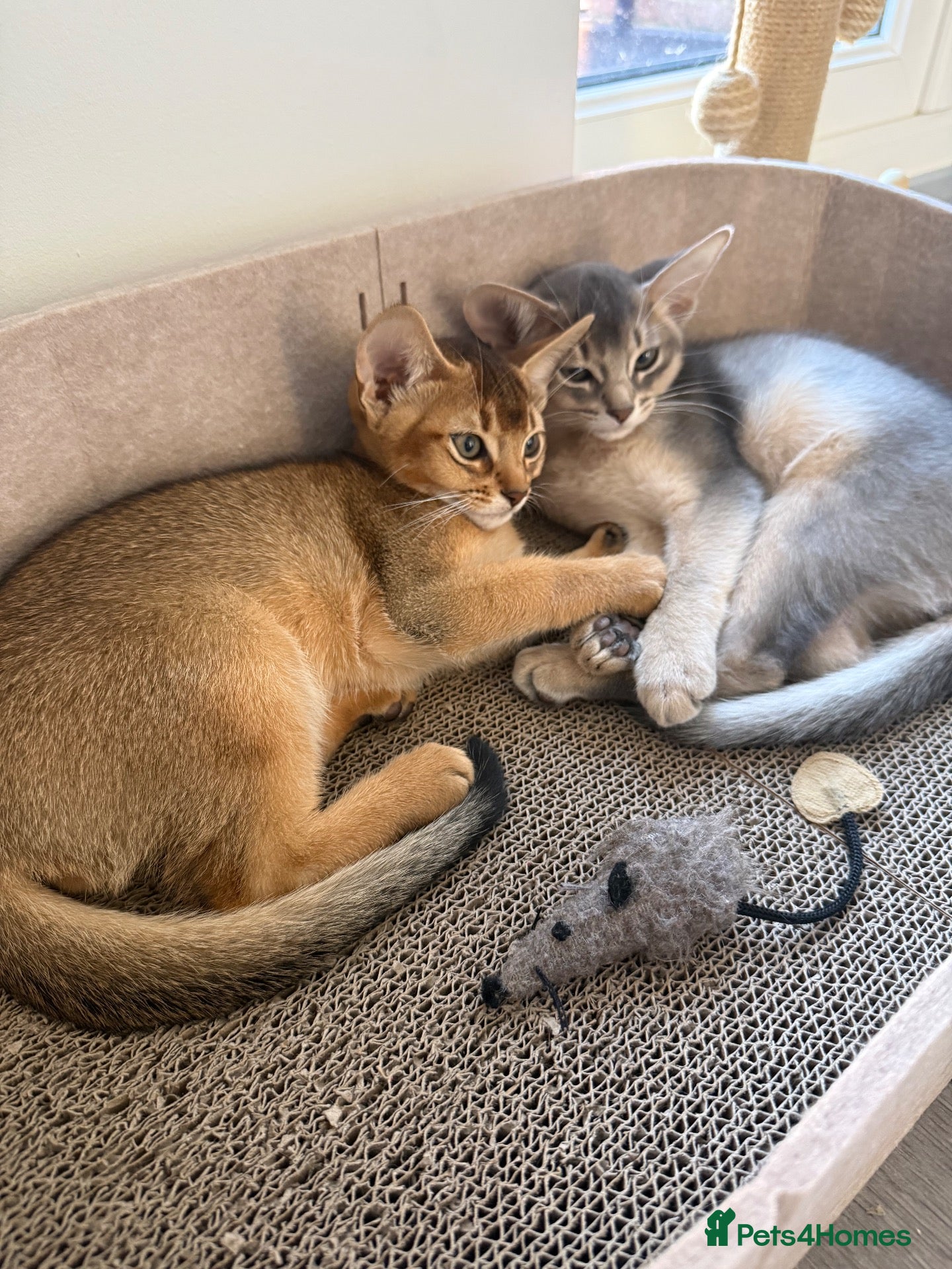 Abyssinian cats 🐾 Two Gorgeous Abyssinian Kittens 🐈‍⬛ - Advert 6