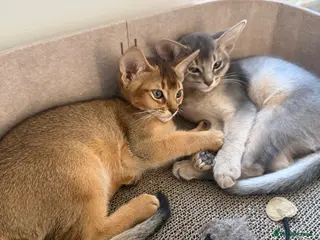 Abyssinian cats 🐾 Two Gorgeous Abyssinian Kittens 🐈⬛ - Advert 6