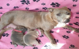 Staffordshire Bull Terrier dogs for sale: Staff puppies  - Image 3