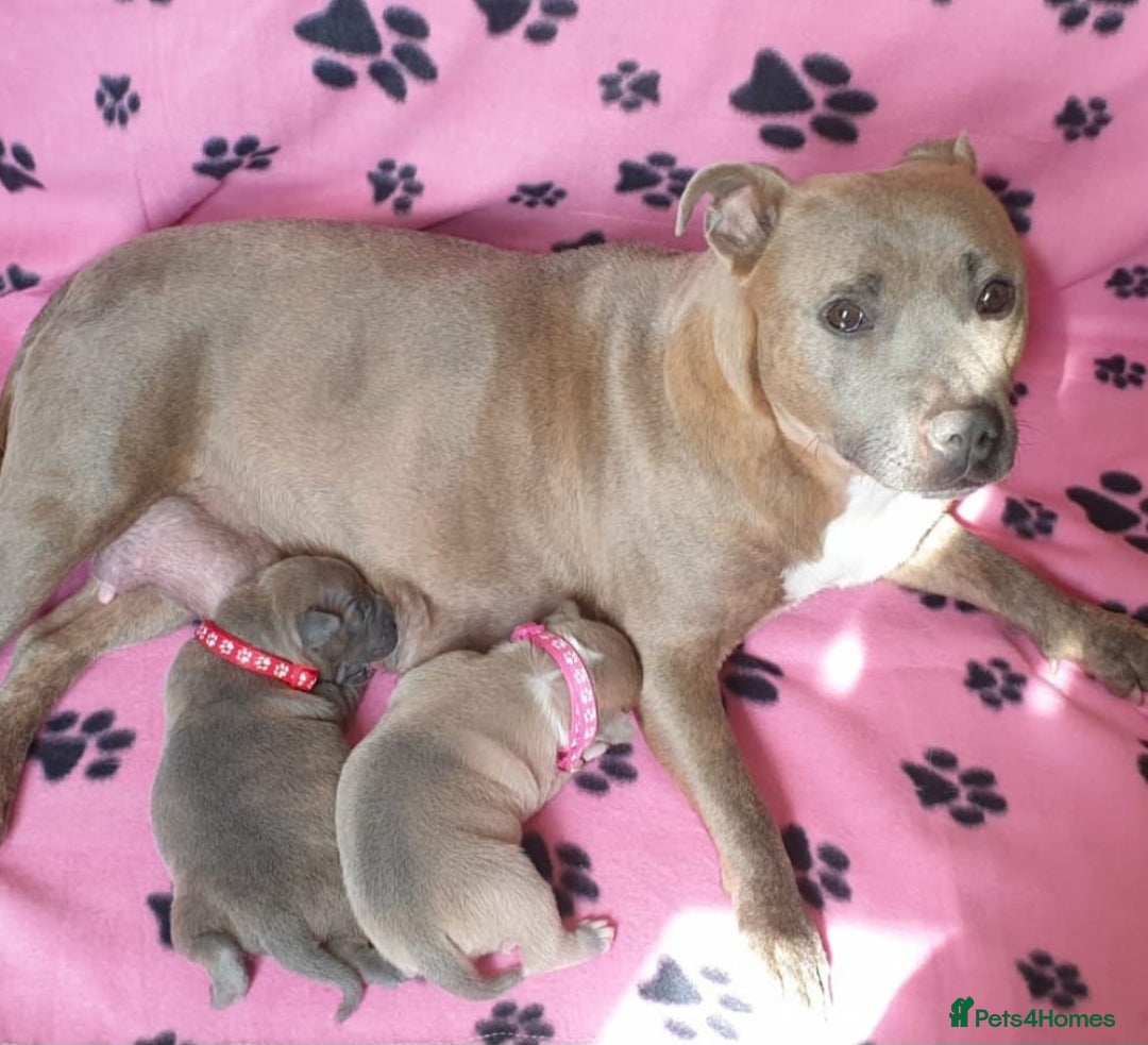Staffordshire Bull Terrier dogs for sale: Staff puppies  - Image 3