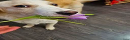 Mixed Breed dogs for adoption: Sweet Little OLAF – Hit and Run 😡 - Advert 30