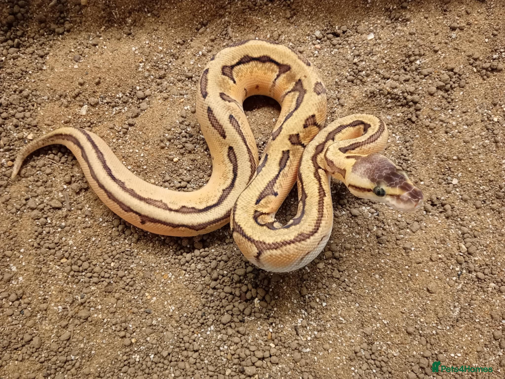 Python Snake reptiles Royal Python Juvenile Available for Sale - Advert 8