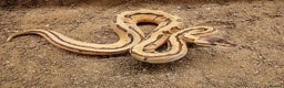 Python Snake reptiles for sale: Royal Python Juvenile Available for Sale - Advert 1
