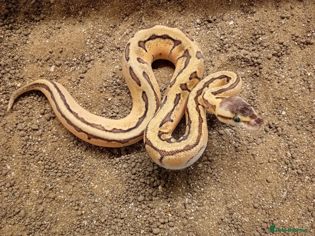 Python Snake reptiles for sale: Royal Python Juvenile Available for Sale - Advert 1