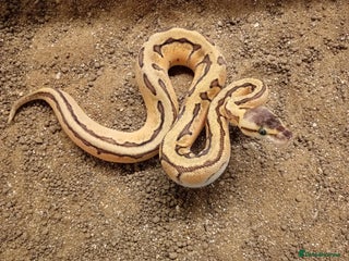 Python Snake reptiles Royal Python Juvenile Available for Sale - Advert 2