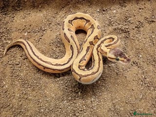 Python Snake reptiles Royal Python Juvenile Available for Sale - Advert 8