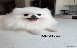 Pomeranian dogs for sale: Korean–Russian Exclusive Teddy Bear Pomeranian ✨🐻 - Advert 4