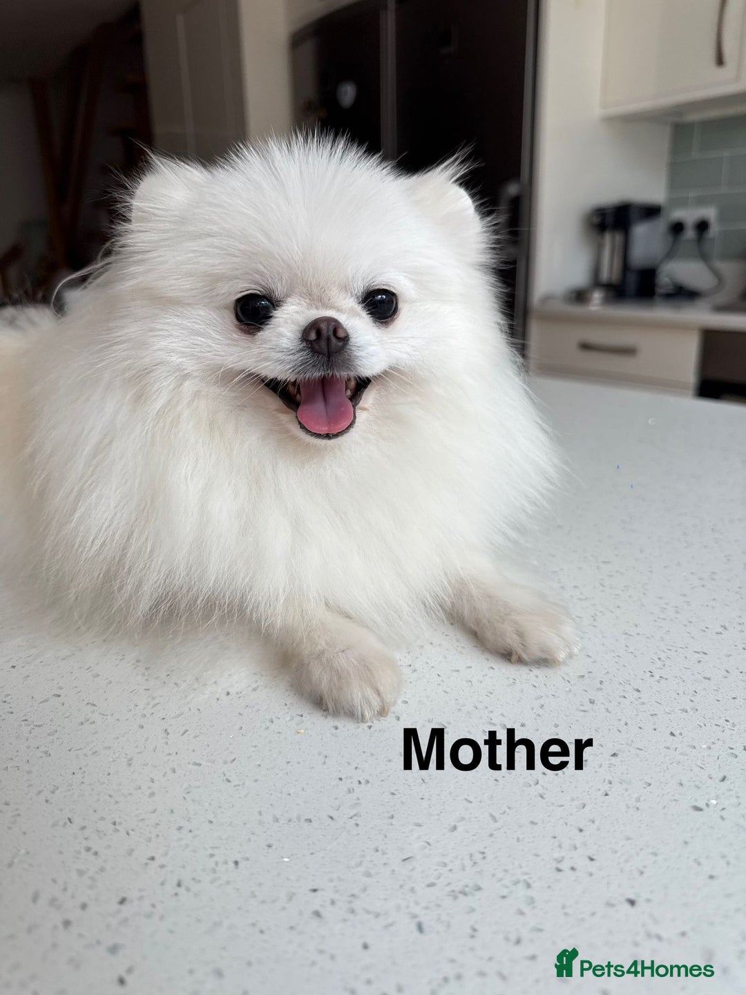 Pomeranian dogs for sale: Korean–Russian Exclusive Teddy Bear Pomeranian ✨🐻 - Advert 4