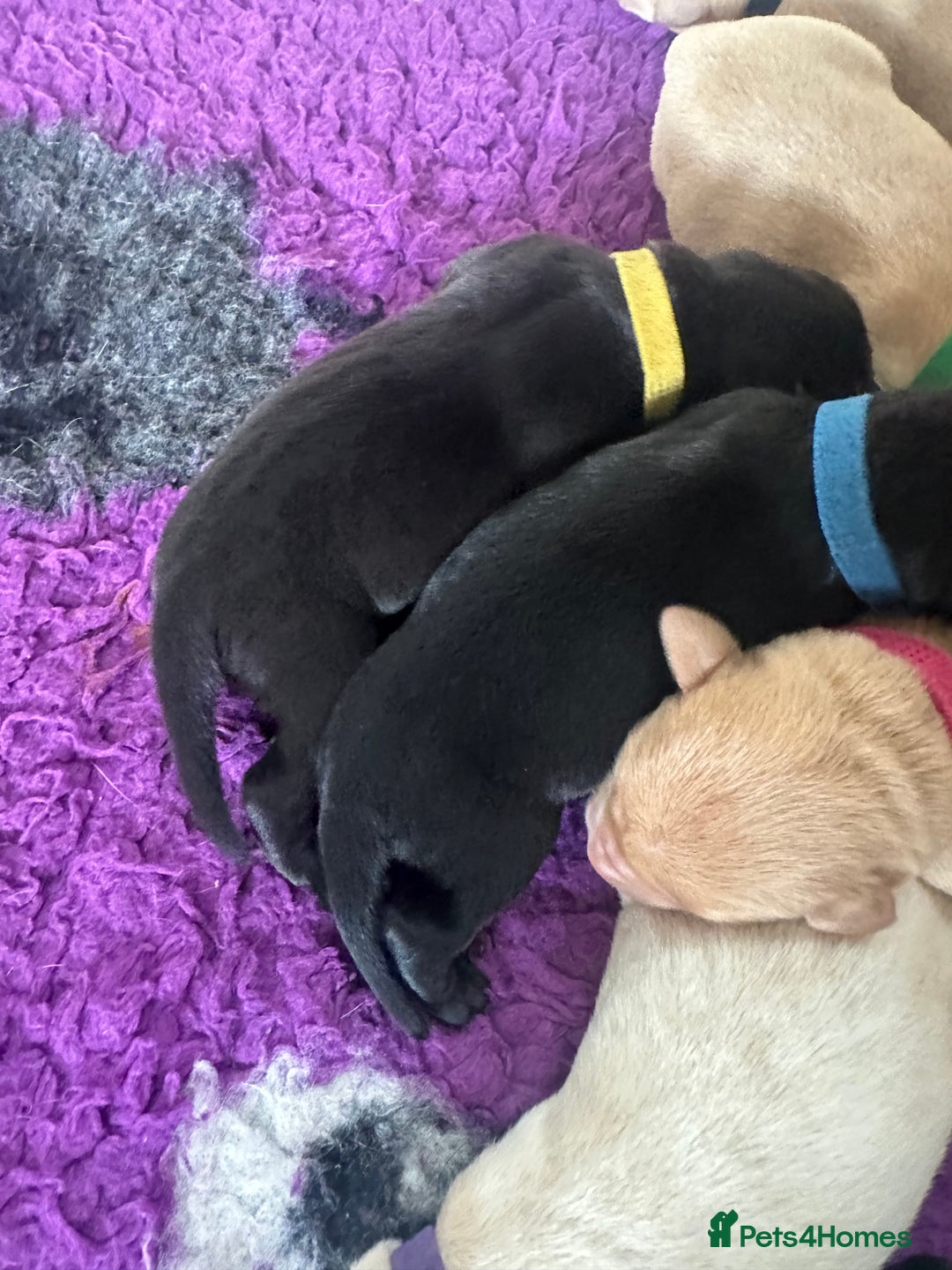 Labrador Retriever dogs for sale: Family bred Labradors ready October 28th  - Image 10