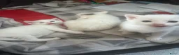 Turkish Van cats for sale: Beautiful Turkish van kittens for sale.  - Advert 19