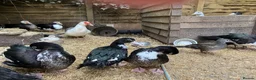 Ducks poultry for sale: Muscovy’s various ages - Advert 5