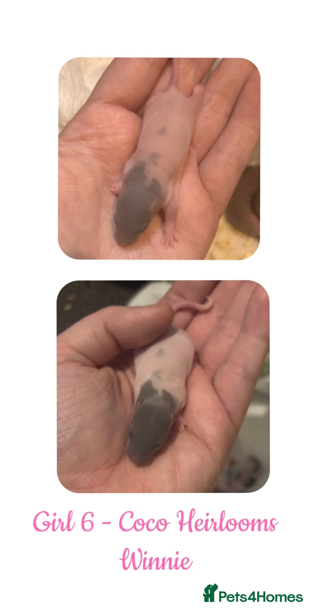 Rat rodents for sale: Beautiful Baby Rats  - Advert 6