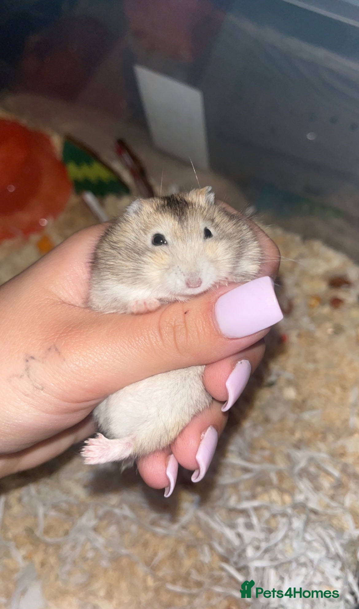 Hamster rodents Whiskey 🐹 13 month old Female Dwarf hamster  - Advert 1