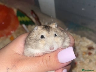 Hamster rodents Whiskey 🐹 13 month old Female Dwarf hamster - Advert 1