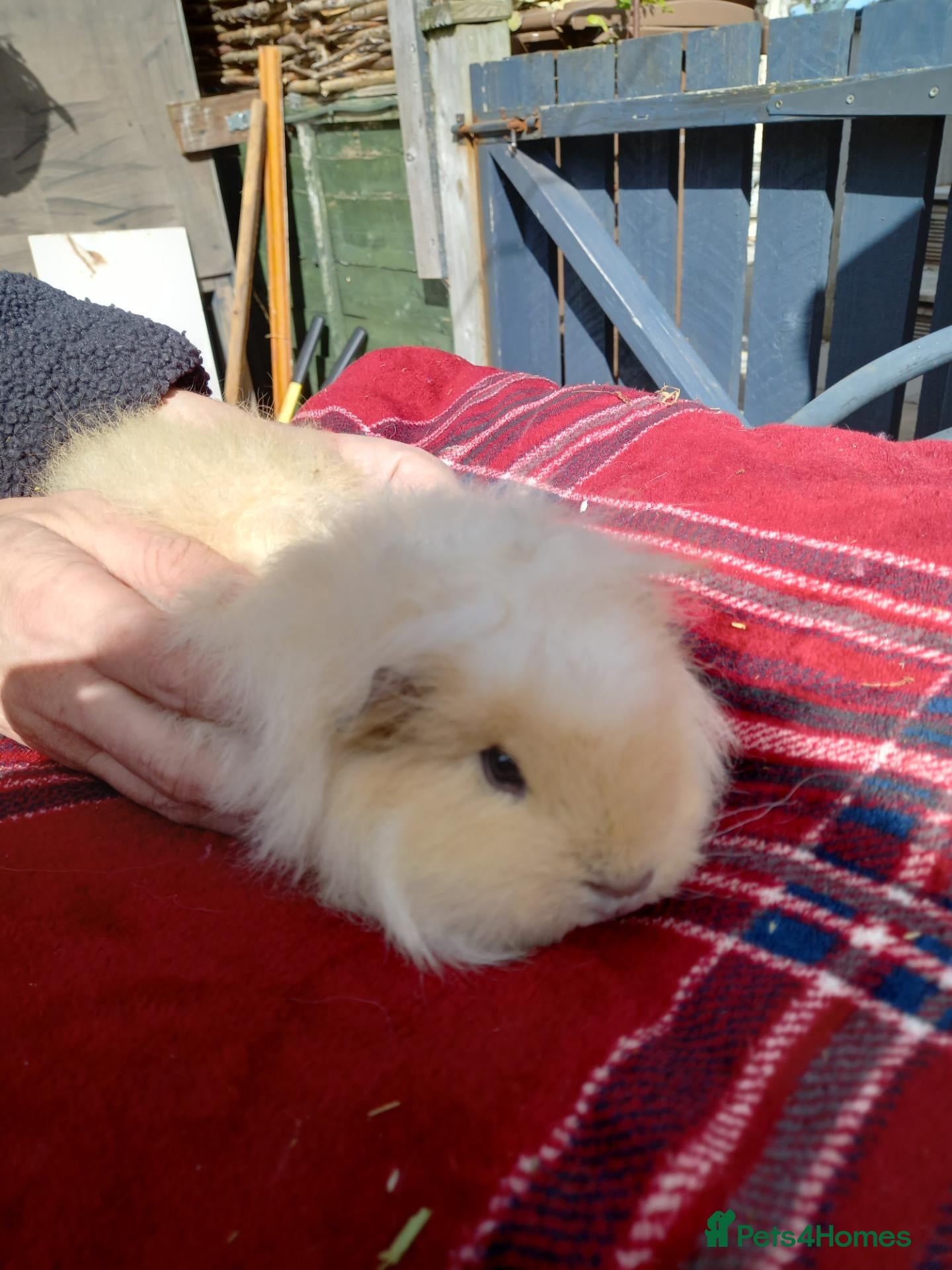 Guinea Pig rodents Swiss sows - Advert 1