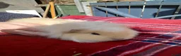 Guinea Pig rodents for sale: Swiss sows - Advert 1