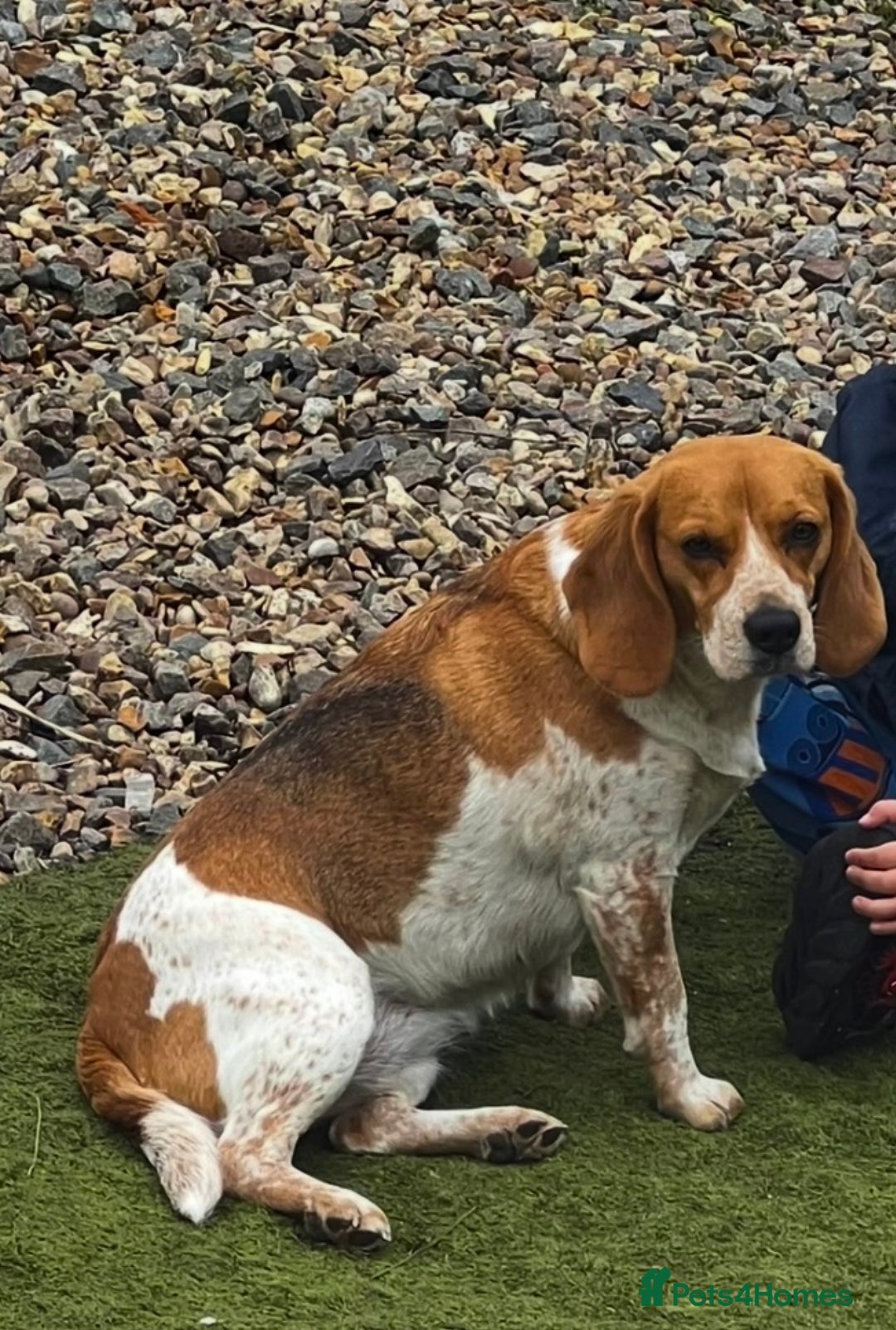 Beagle dogs for sale: Beagle girl Tri-colour  - Advert 1