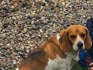 Beagle dogs Beagle girl Tri-colour - Advert 2