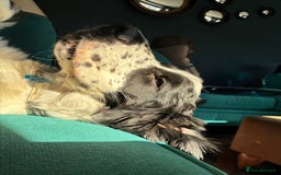 Cocker Spaniel dogs for sale: Beautiful 18 month Show Cocker Spaniel - Image 8