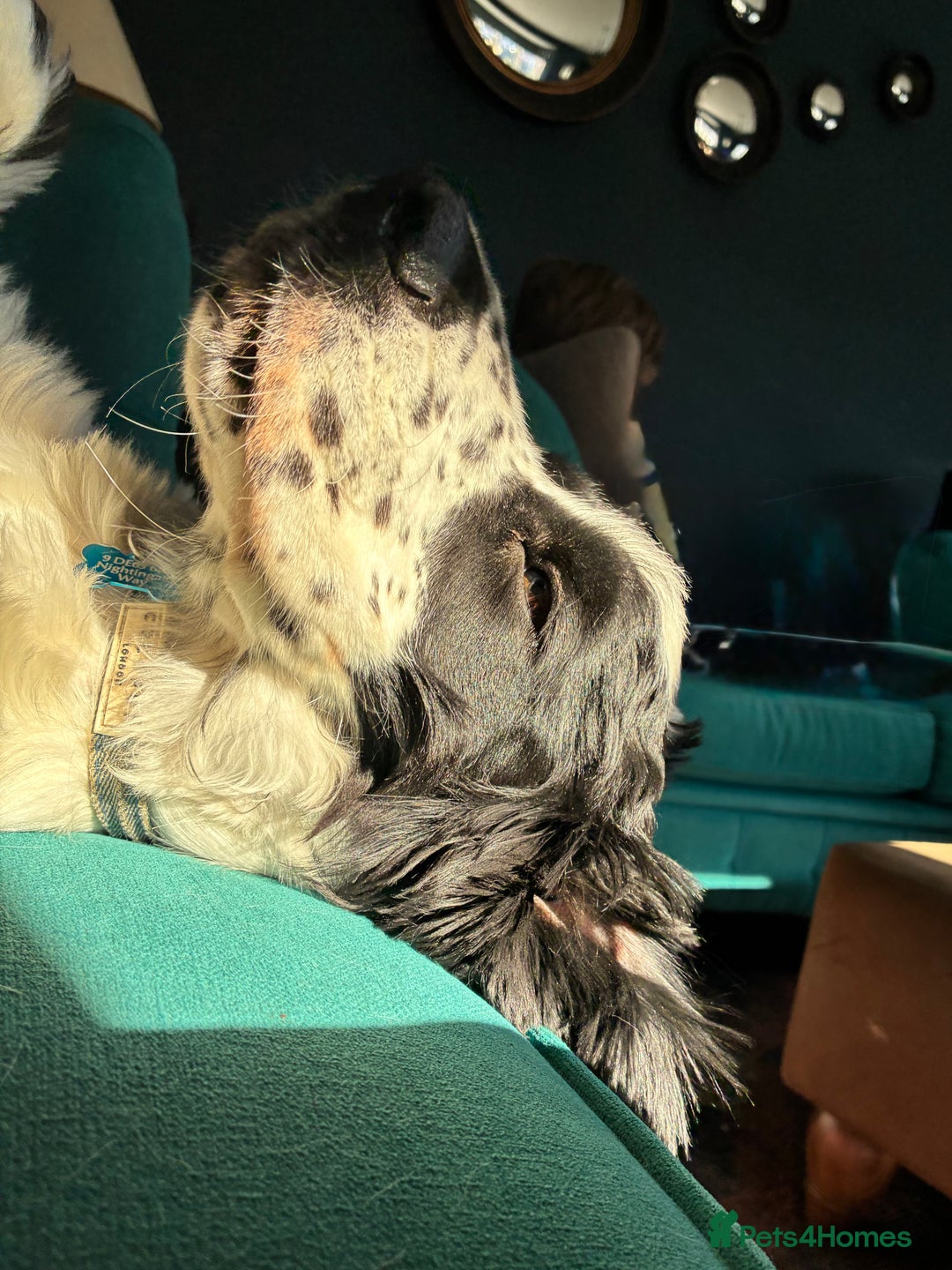 Cocker Spaniel dogs for sale: Beautiful 18 month Show Cocker Spaniel - Image 8