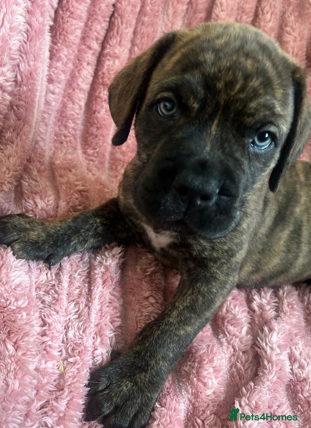 Mixed Breed dogs for sale: MastiffxCane Corso puppies⭐️Ready Now!! - Image 3