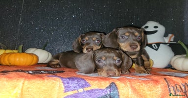 Miniature Dachshund dogs - Advert 14