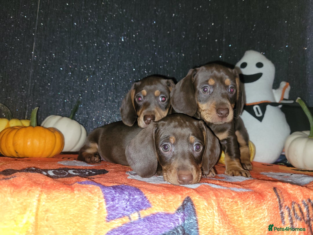 Miniature Dachshund dogs for sale: Miniature dachshunds - Image 2
