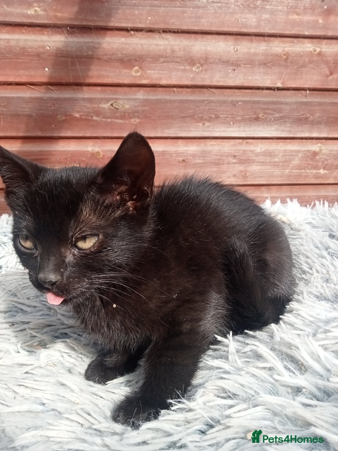 Mixed Breed cats for sale: Kittens  - Image 3