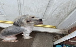 Chinese Crested dogs for sale: Need a new sofa to sleep on  - Image 1