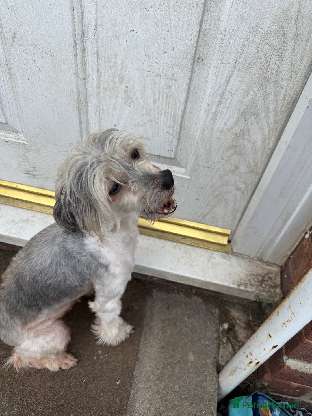 Chinese Crested dogs for sale: Need a new sofa to sleep on  - Image 1