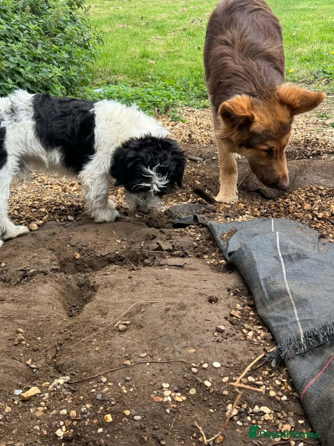 Mixed Breed dogs for sale: Beautiful max looking for a forever home - Advert 3