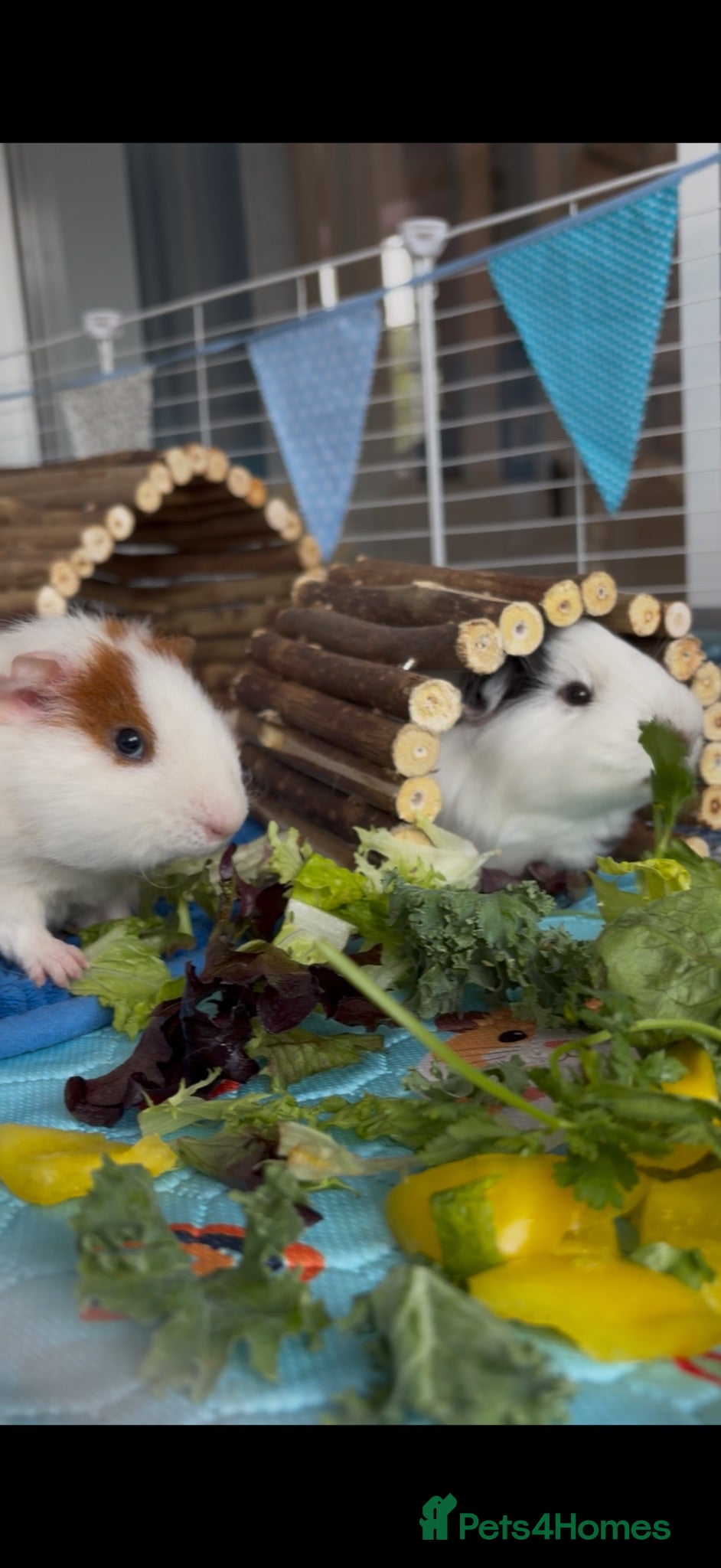 Guinea Pig rodents Male guinea pigs  - Advert 1