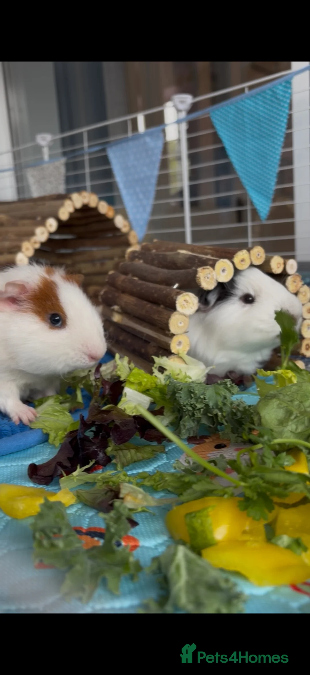 Guinea Pig rodents for sale: Male guinea pigs  in Doncaster - Advert 1
