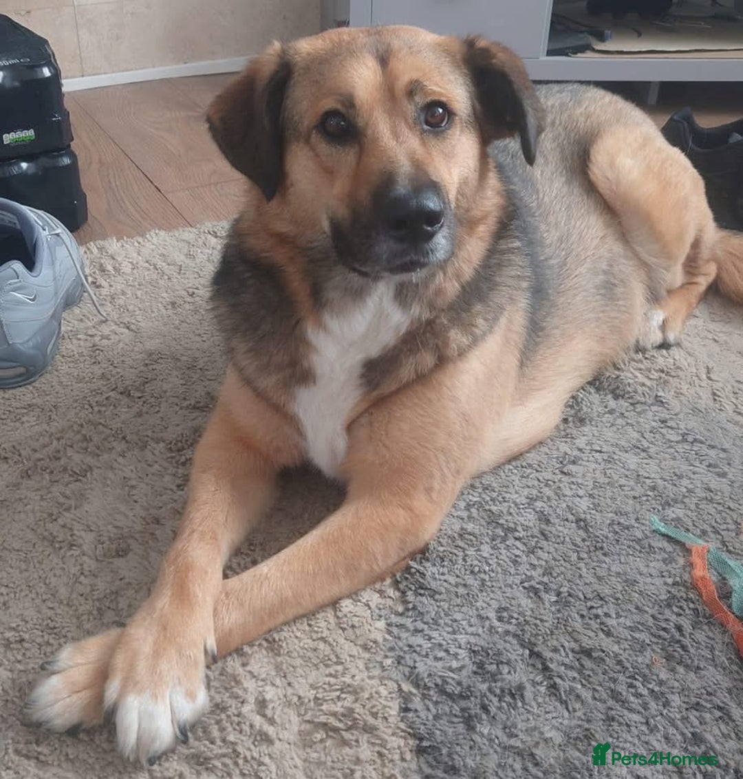 Mixed Breed dogs for adoption: Mixed breed beautiful girl  - Image 2