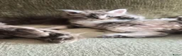 Maine Coon cats for sale: Maine coon pedigree kittens  - Advert 8