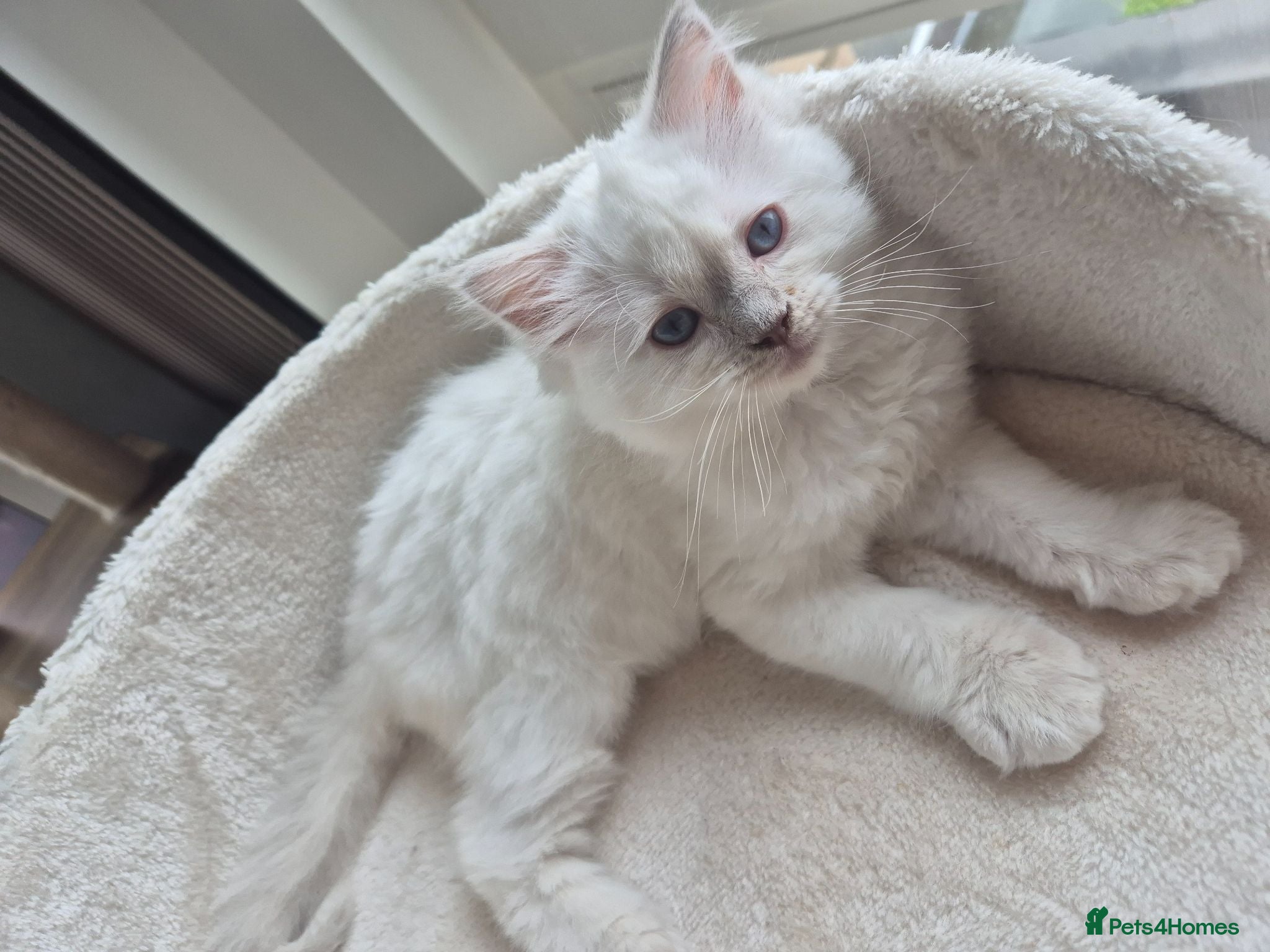 Ragdoll cats 4 beautiful ragdolls: gccf certified  - Advert 2