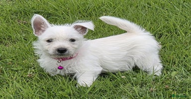 West Highland Terrier dogs - Advert 12