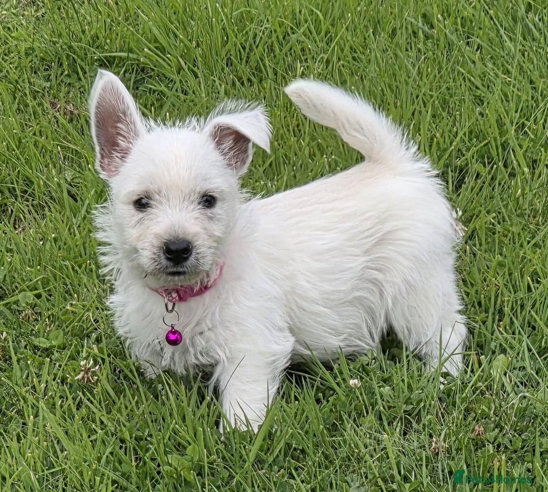 West Highland Terrier dogs for sale: White West Highland Terrier Puppy - Image 2