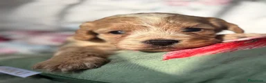 Cavapoo 4